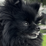 SniffPup logo